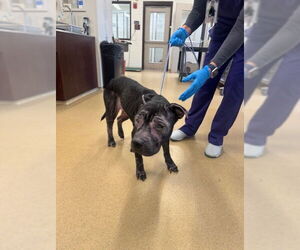 American Pit Bull Terrier Dogs for adoption in Derwood, MD, USA