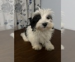 Small #14 Havanese