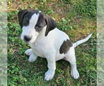 Small #9 Mutt