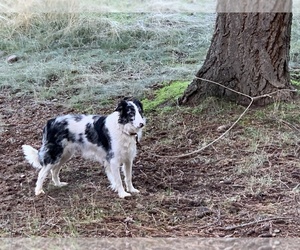 Mother of the Border Collie puppies born on 04/12/2026