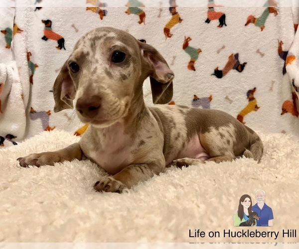 Medium Photo #4 Dachshund Puppy For Sale in LAKEBAY, WA, USA