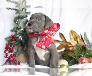 Great Dane Puppy for sale in SIX MILE, SC, USA