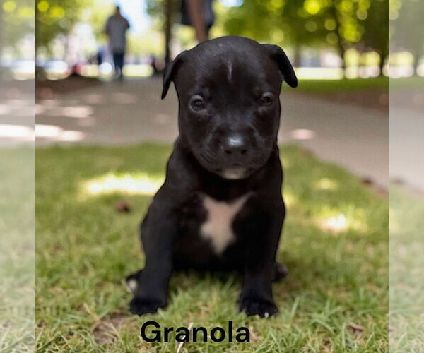 Medium Photo #2 Borador Puppy For Sale in GILBERTS, IL, USA
