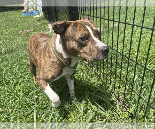 Medium Photo #9 Mutt Puppy For Sale in Virginia Beach, VA, USA