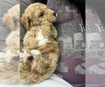 Small #5 Maltipoo