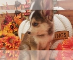 Small Photo #3 Pomsky Puppy For Sale in CENTRALIA, MO, USA