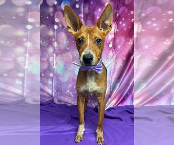 Medium Photo #2 Mutt Puppy For Sale in Lakewood, CO, USA