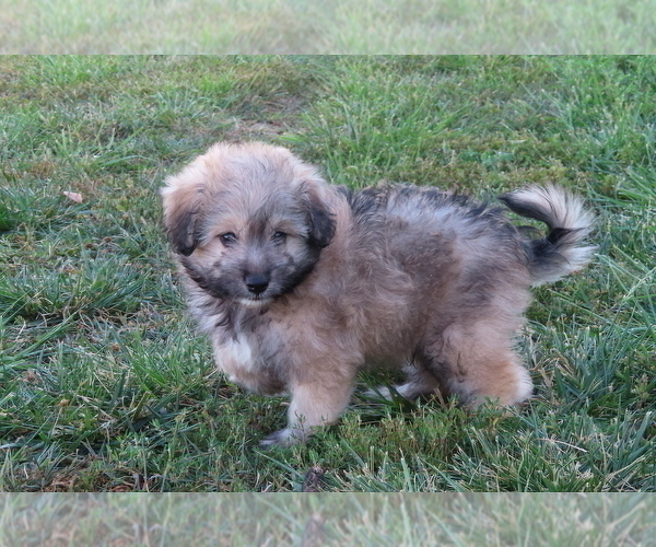 Medium Photo #15 Pookimo Puppy For Sale in MEMPHIS, MO, USA