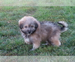 Small Photo #15 Pookimo Puppy For Sale in MEMPHIS, MO, USA