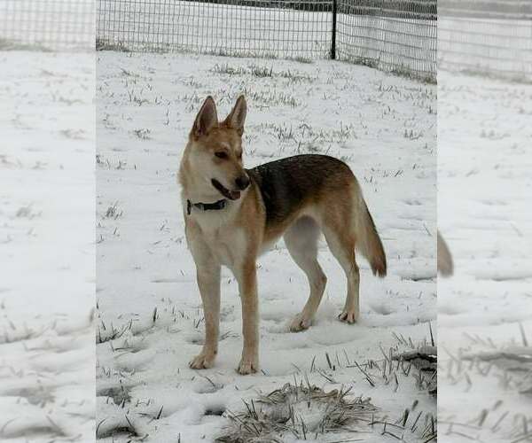 Medium Photo #3 German Shepherd Dog Puppy For Sale in Frenchburg, KY, USA