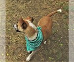 Small #3 Catahoula Leopard Dog Mix