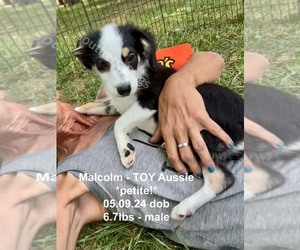 Miniature Australian Shepherd Puppy for sale in CASSVILLE, MO, USA