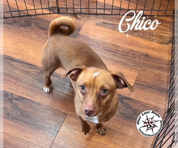 Medium Photo #1 Chihuahua Puppy For Sale in Princeton, British Columbia, Canada