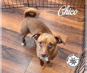 Chihuahua Dogs for adoption in Princeton, British Columbia, Canada