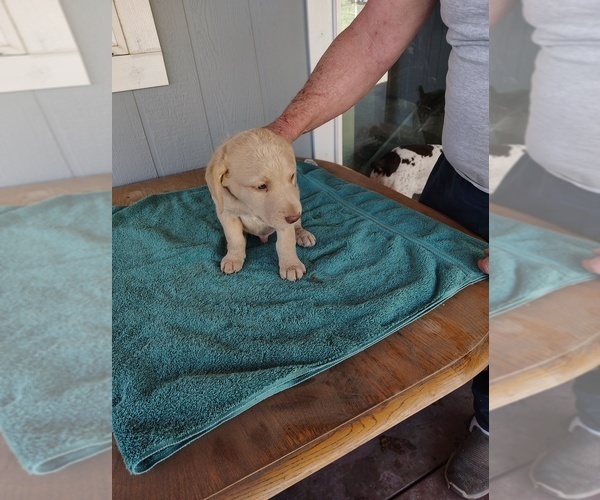 Medium Photo #1 Chesapeake Bay Retriever Puppy For Sale in ARCO, ID, USA