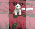 Small Photo #16 Great Pyrenees Puppy For Sale in ALTAVISTA, VA, USA