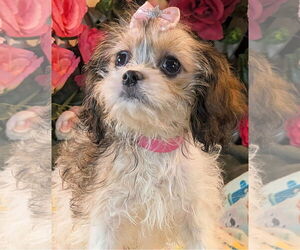 Medium Cavalier King Charles Spaniel