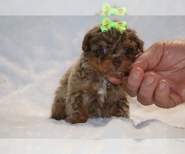 Medium Photo #13 ShihPoo Puppy For Sale in DYERSBURG, TN, USA