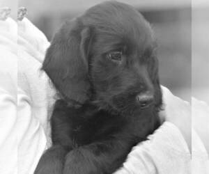 Medium Labradoodle-Weimaraner Mix