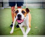 Small #1 American Pit Bull Terrier Mix
