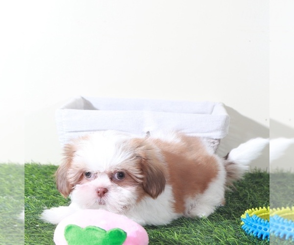 Medium Photo #2 Shih Tzu Puppy For Sale in MOUNT VERNON, OH, USA