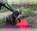 Small #17 American Pit Bull Terrier
