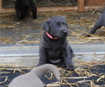 Small Photo #2 Labrador Retriever Puppy For Sale in EDINBURG, VA, USA