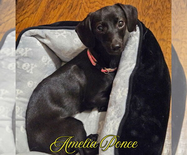 Medium Photo #5 Dachshund-Unknown Mix Puppy For Sale in San Antonio, TX, USA