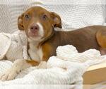 Small #1 Labrador Retriever Mix
