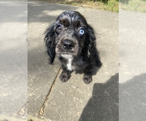 Cocker Spaniel Puppy for sale in RUSSELLVILLE, AR, USA