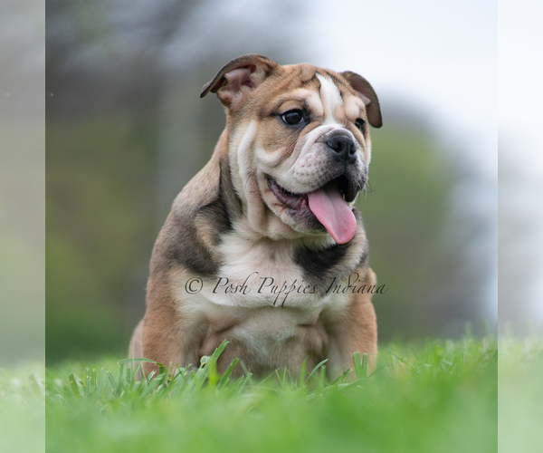 Medium Photo #9 Bulldog Puppy For Sale in WARSAW, IN, USA