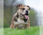 Small #8 Bulldog