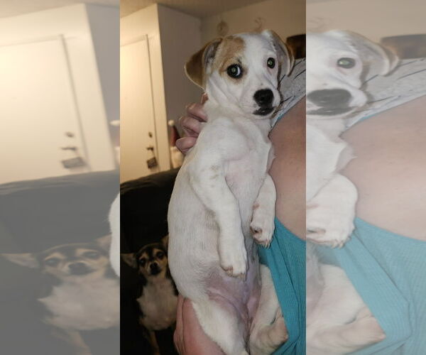 Medium Photo #7 Papshund Puppy For Sale in Arlington, WA, USA