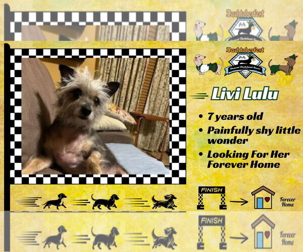 Medium Photo #2 Mutt Puppy For Sale in San Antonio, TX, USA