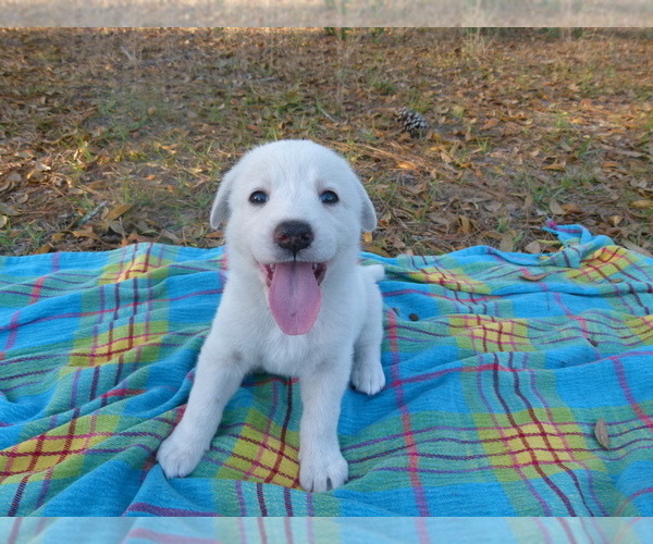 Medium Photo #5 Akbash Dog Puppy For Sale in BROOKSVILLE, FL, USA