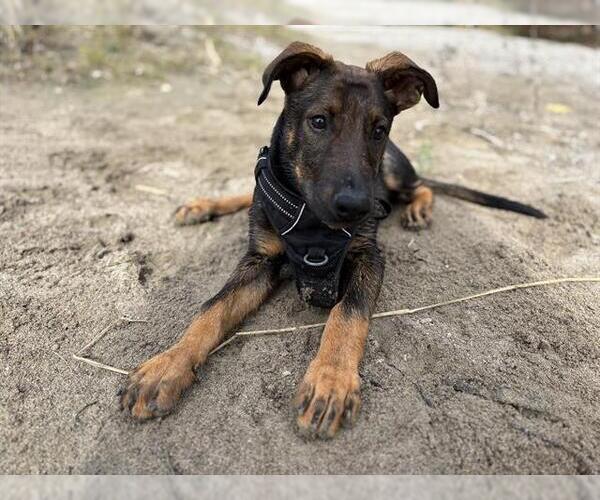 Medium Photo #3 German Shepherd Dog Puppy For Sale in Toronto, Ontario, Canada