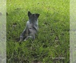 Small Photo #5 Australian Cattle Dog Puppy For Sale in LAURINBURG, NC, USA