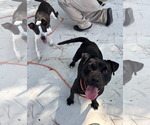 Small #2 American Pit Bull Terrier Mix