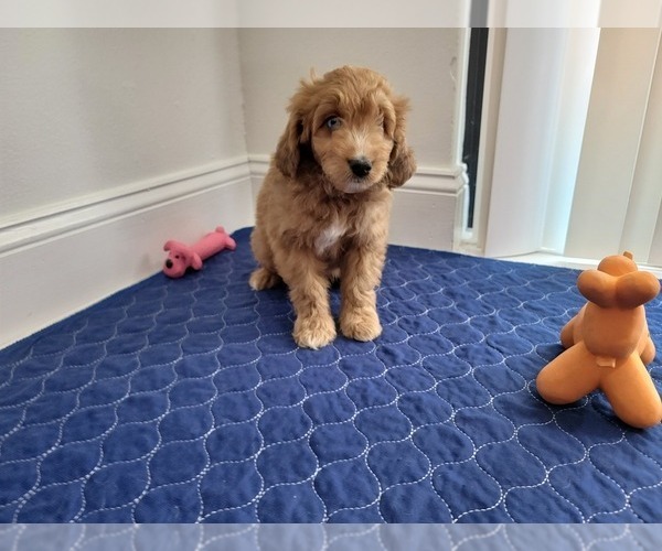 Medium Photo #16 Aussie-Poo Puppy For Sale in DORAL, FL, USA