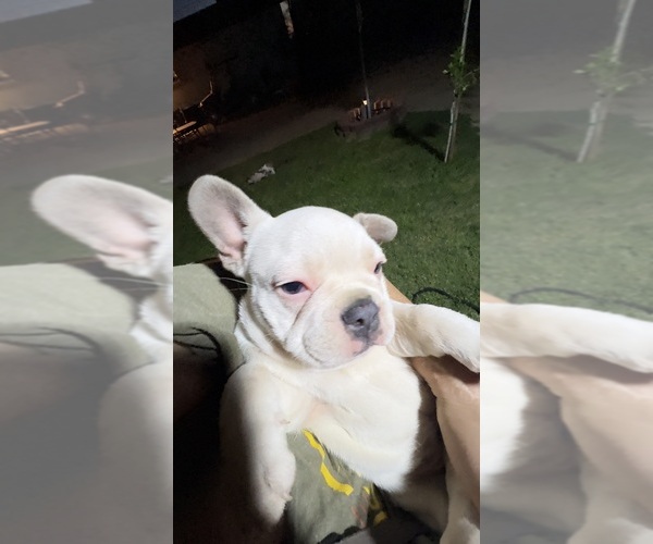 Medium Photo #13 French Bulldog Puppy For Sale in BUCKEYE, AZ, USA