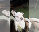Small #12 French Bulldog