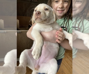 Labrador Retriever Puppy for sale in ATHENS, PA, USA