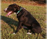 Small #2 Chinese Shar-Pei-Labrador Retriever Mix