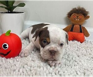 English Bulldog Puppy for sale in JOHNS ISLAND, SC, USA