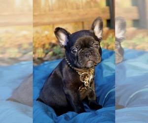 French Bulldog Dog for Adoption in TAMPA, Florida USA