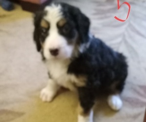 Bernedoodle Puppy for sale in ELLIJAY, GA, USA