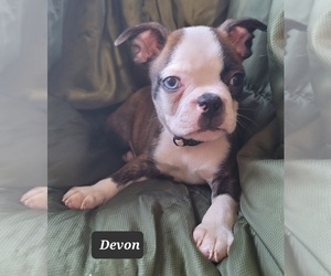 Boston Terrier Puppy for sale in POMEROY, OH, USA