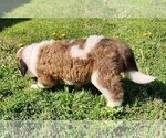 Small Photo #18 Saint Bernard Puppy For Sale in TURLOCK, CA, USA