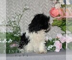 Small #1 Shih Tzu