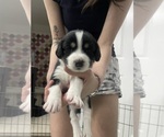 Puppy Puppy 6 Cock-A-Poo-Siberian Cocker Mix